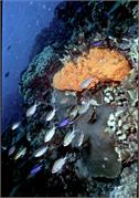 Bonaire 24